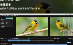 养鸟视频剪辑技巧解析