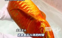 龙鱼冠军眼部手术，一尾鱼，一套房的价值守护