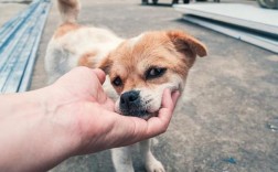 春节宠物互动，温馨狗头摸视频剪辑教程