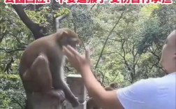 黔灵山惊魂，男子扇猴脸遭猴子反击飞踹