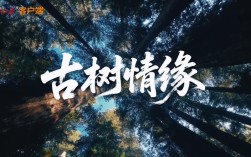 古树情缘，千年古树的传奇邂逅