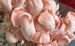 菌子剪辑视频盈利之道揭秘