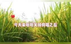 稻香旋律下，多段视频剪辑的艺术之旅