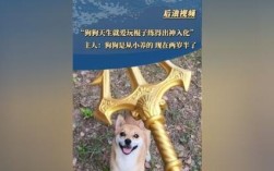 萌犬两岁半，棍法技艺出神入化