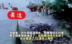 台风巨浪中的台湾梅花鹿，逆流而游的顽强生命
