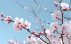 CentOS桌面梅花版本，是创新还是复古？探索梅花主题的CentOS桌面魅力！