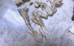 梭子蟹寄生虫问题，真相与谣言的辨析