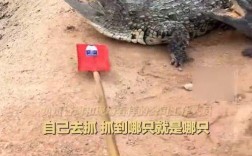 法拍现奇观，鳄鱼成拍品，买家需自行抓捕！