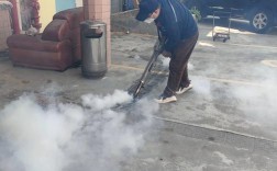 暴雨中的蟑螂奇观，广东蟑螂集体搬家现象