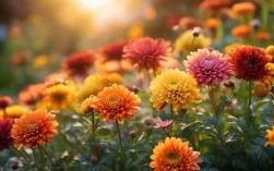 如何拍菊花好看，菊花拍摄技巧