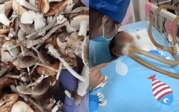 九口之家鹅膏菌中毒事件引发关注