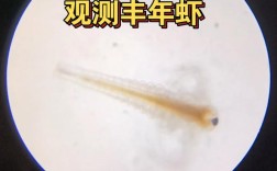 新疆沙漠盐湖现珍稀盐水丰年虾，创自然奇观