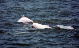 潮州海域惊现成群中华白海豚盛况