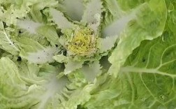 白菜中发现老鼠窝，当事人发声揭露事件真相