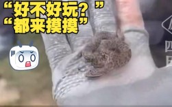 驴友山中奇遇，捡到毒蛇竟轮流抚摸求证？