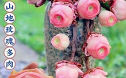 山地玫瑰视频剪辑技巧解析