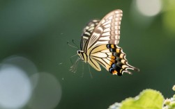 蝴蝶飞舞瞬间，剪辑技巧解析