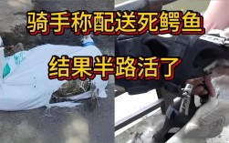 活鳄鱼误当包裹，骑手惊现半途！