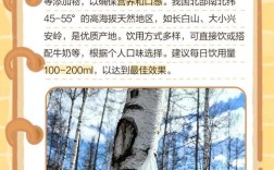 白桦树汁，天然液体黄金的秘密
