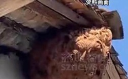 高龄老人捅马蜂窝不幸丧生，引发社会关注