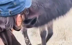 70多匹马绑腿事件，主人回应引关注