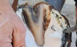 修马蹄视频剪辑攻略，技巧与步骤全解析