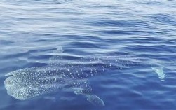 青岛海域惊现鲸鲨，钓友意外捕捉珍贵瞬间