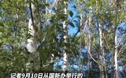 中国森林食物产量突破2亿吨，创历史新高
