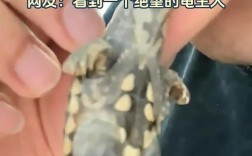 失而复得的宠物龟，出逃奇遇终圆满找回