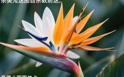 轻松掌握微博原图分享技巧