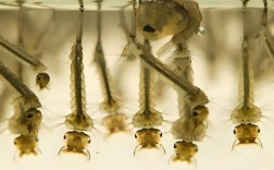 巴西打造全球最大蚊子工厂，引领生物控制新纪元