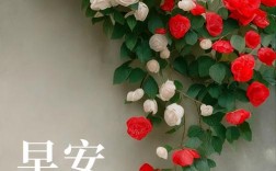 早安心语视频剪辑技巧解析