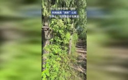神秘剑阵惊现林中