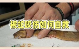 紧急自救，被蛇咬后能否用嘴吸出毒血？
