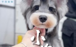 轻松剪辑，打造萌趣变装小狗视频教程