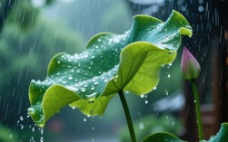 盛夏收官雨润万物