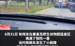 动物园观光车意外事件，老虎下巴受伤真相揭晓