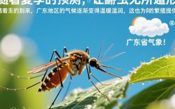 广东蚊子活跃度气象指数出炉