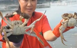 验蟹师年入10-30万，揭秘热门职业的高收入之谜