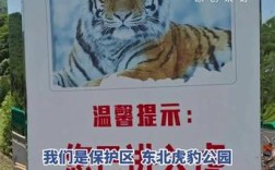 惊险邂逅，村道偶遇野生东北虎