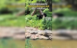 黑猩猩上演办公室斗殴，同伴紧急劝架