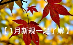 11月新规一览，重要政策解读