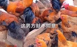 鸡事闹法庭，离婚纠纷中的29只鸡成焦点