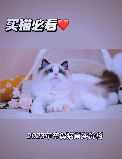 小红书布偶猫销售攻略，注意事项与完整流程解析-图1