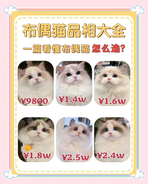 小红书布偶猫销售攻略，注意事项与完整流程解析-图3