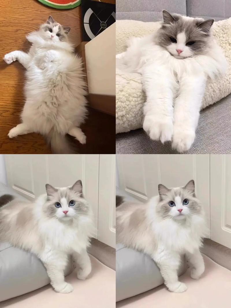 小红书布偶猫销售攻略，注意事项与完整流程解析-图2