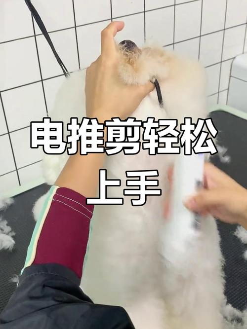 怎样剪辑人和宠物的视频？- 简单步骤与技巧分享-图2