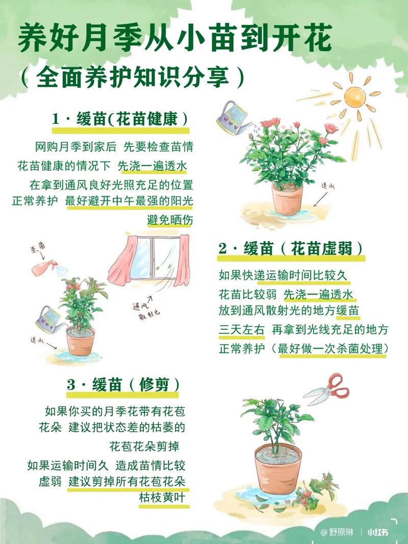 养花视频剪辑速成指南，轻松掌握剪辑技巧-图2