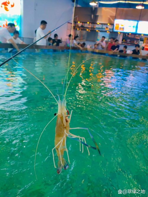 钓虾视频剪辑技巧，轻松捕捉精彩瞬间-图1