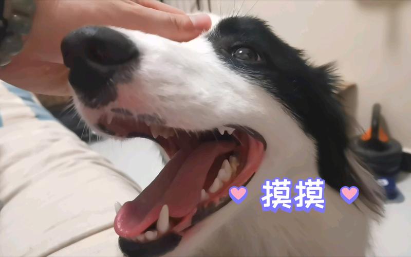春节宠物互动,温馨狗头摸视频剪辑教程-图2 春节宠物互动,温馨狗头摸视频剪辑教程-图2